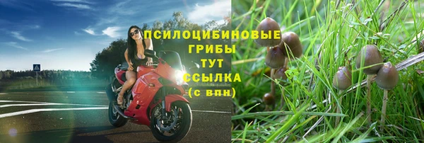 прущие грибы Верея